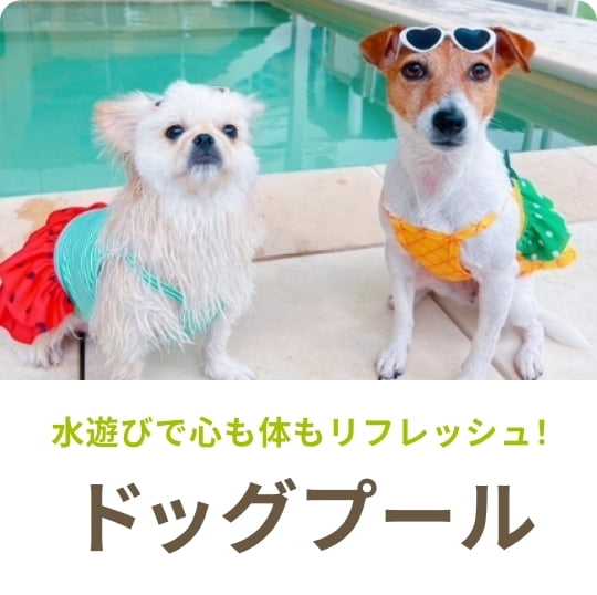 ドッグプール